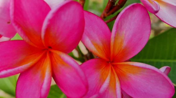 Stock image Beautiful frangipani flower in the tropical garden in the public park sometimes called Kamboja flower during sunny day with green background