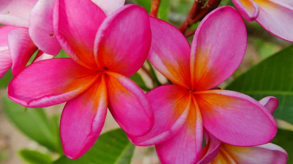 stock image Beautiful frangipani flower in the tropical garden in the public park sometimes called Kamboja flower during sunny day with green background