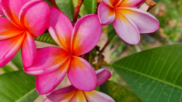 Krásná Frangipani Květina Tropické Zahradě Veřejném Parku Někdy Volal Kamboja — Stock fotografie