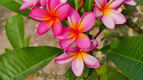 Krásná Frangipani Květina Tropické Zahradě Veřejném Parku Někdy Volal Kamboja — Stock fotografie