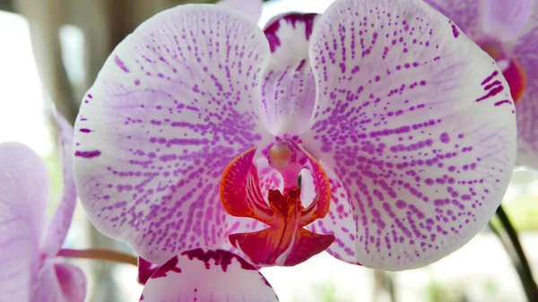 Krásná Růžová Bílá Orchidej Velmi Vzácné Phalaenopsis Spp Orchidej Nebo — Stock fotografie