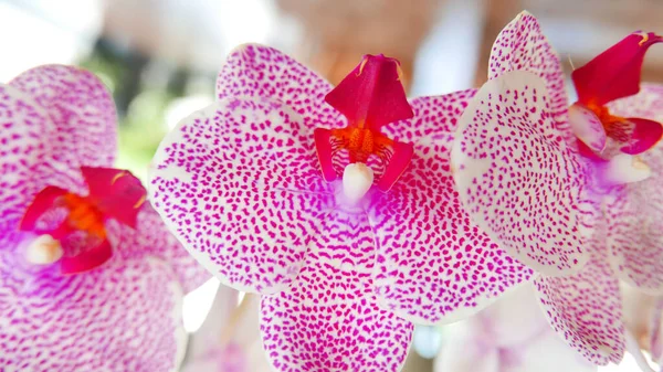 Krásná Růžová Bílá Orchidej Velmi Vzácné Phalaenopsis Spp Orchidej Nebo — Stock fotografie