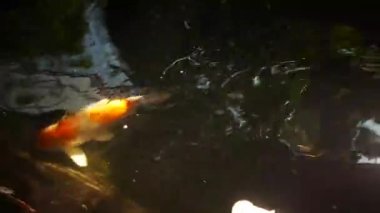 Güneşli yaz gününde sağlıklı gölette mutlu koi balıkları
