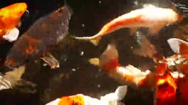 Güneşli yaz gününde sağlıklı gölette mutlu koi balıkları