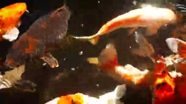 Güneşli yaz gününde sağlıklı gölette mutlu koi balıkları