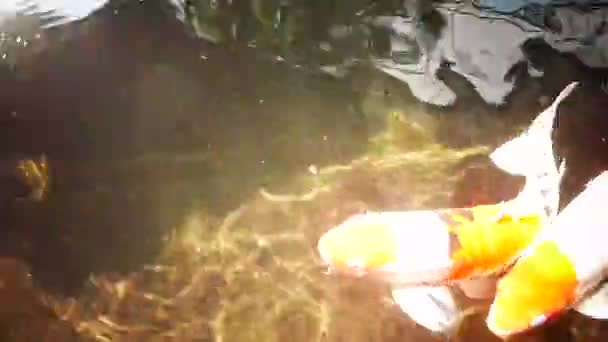 Ευτυχισμένο Πολύχρωμο Ψάρι Koi Υγιή Λίμνη Κατά Διάρκεια Ηλιόλουστη Μέρα — Αρχείο Βίντεο