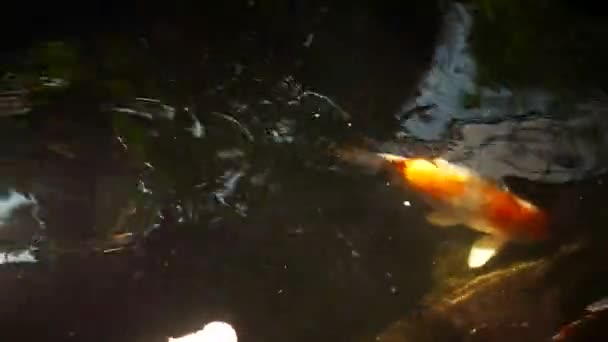 여름날 연못에 아름다운 색깔의 물고기들 — 비디오