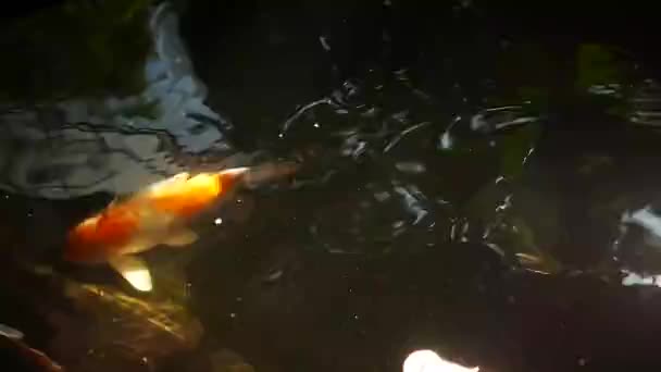 Happy Colorful Koi Fish Healthy Pond Sunny Summer Day — Stock Video