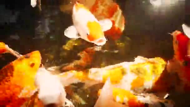 여름날 연못에 아름다운 색깔의 물고기들 — 비디오