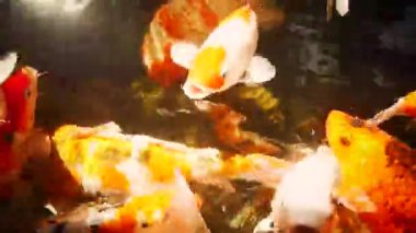 Güneşli yaz gününde sağlıklı gölette mutlu koi balıkları