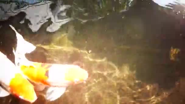 晴れた夏の日に健康的な池の中で幸せなカラフルな鯉 — ストック動画
