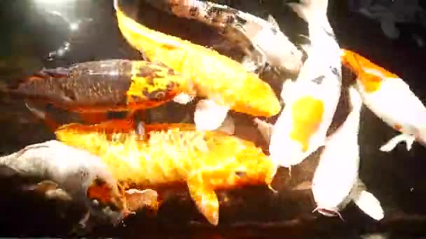 Счастливая Красочная Рыба Кои Здоровом Пруду Солнечный Летний День — стоковое видео