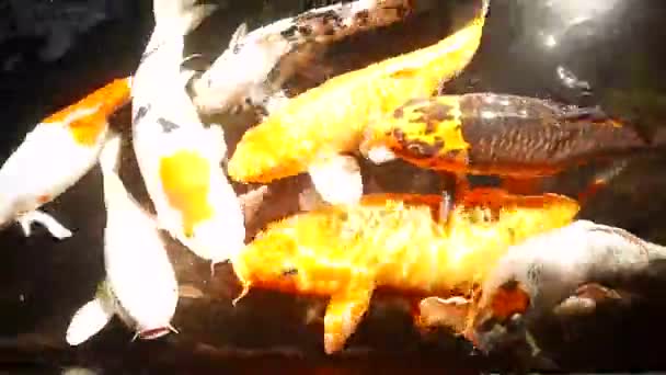 Szczęśliwy Kolorowe Ryby Koi Zdrowym Stawie Słoneczny Letni Dzień — Wideo stockowe