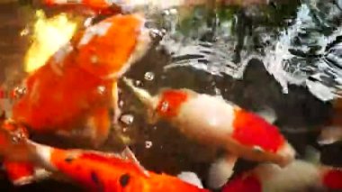 Güneşli yaz gününde sağlıklı gölette mutlu koi balıkları