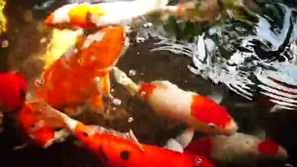 Счастливая Красочная Рыба Кои Здоровом Пруду Солнечный Летний День — стоковое видео