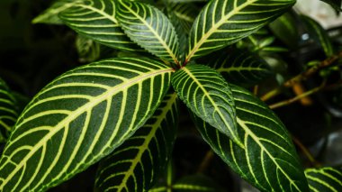 Aphelandra Squararrosa Nees bitkisinin yapraklarının resmi. Acanthaceae cinsinden, ya da bahçedeki Zebra Bitkisi olarak da bilinir.