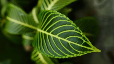 Aphelandra Squararrosa Nees bitkisinin yapraklarının resmi. Acanthaceae cinsinden, ya da bahçedeki Zebra Bitkisi olarak da bilinir.