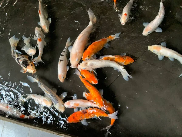 여름날 황금빛 물고기 금붕어 일본의 금붕어 연못에 아름다운 색깔의 물고기들 — 스톡 사진