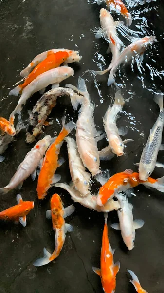 Счастливые Красочные Рыбки Кои Здоровом Пруду Солнечный Летний День Золотая — стоковое фото