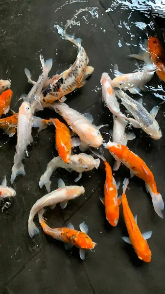 Счастливые Красочные Рыбки Кои Здоровом Пруду Солнечный Летний День Золотая — стоковое фото
