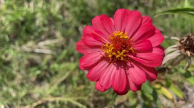 Peru rüzgarı ile hareket eden çiçek videosu ya da Meksikalılar zinnia çiçeği arka planı güzel papatya