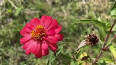 Peru rüzgarı ile hareket eden çiçek videosu ya da Meksikalılar zinnia çiçeği arka planı güzel papatya