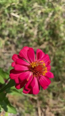 Peru rüzgarı ile hareket eden çiçek videosu ya da Meksikalılar zinnia çiçeği arka planı güzel papatya