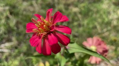 Peru rüzgarı ile hareket eden çiçek videosu ya da Meksikalılar zinnia çiçeği arka planı güzel papatya