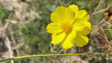 Peru rüzgarı ile hareket eden çiçek videosu ya da Meksikalılar zinnia çiçeği arka planı güzel papatya