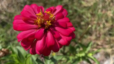 Peru rüzgarı ile hareket eden çiçek videosu ya da Meksikalılar zinnia çiçeği arka planı güzel papatya