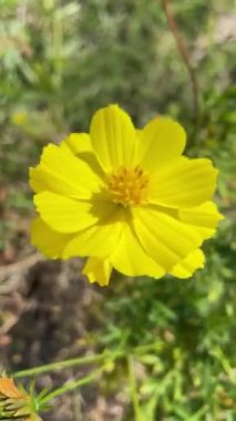 Peru rüzgarı ile hareket eden çiçek videosu ya da Meksikalılar zinnia çiçeği arka planı güzel papatya