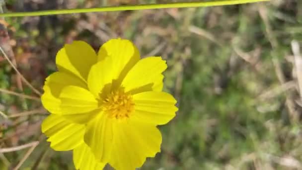 Video Bunga Bergerak Dengan Angin Zinnia Peru Atau Meksiko Bunga — Stok Video