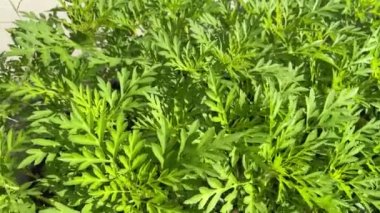 Kralın Salata Bitkisi (Cosmos Caudatus Kunth) ya da geleneksel ayak takımı, Asteraceae ailesinin yeşil yaprakları.