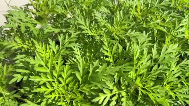 King Salad Plant Cosmos Caudatus Kunth Annual Ragweed Species Asteraceae — Stock Video