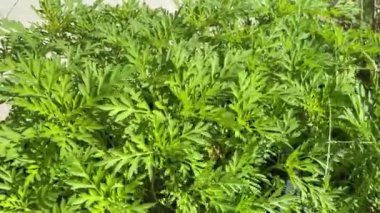 Kralın Salata Bitkisi (Cosmos Caudatus Kunth) ya da geleneksel ayak takımı, Asteraceae ailesinin yeşil yaprakları.