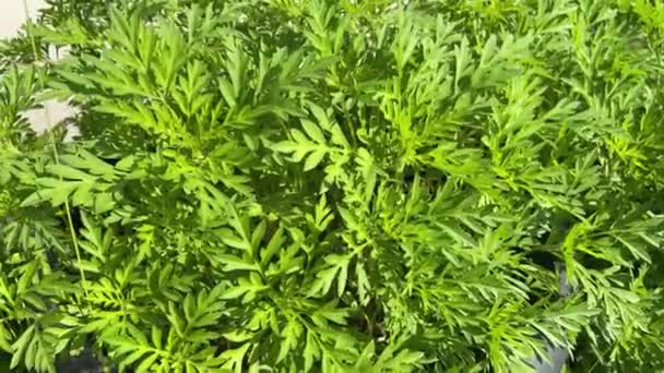 Königssalatpflanze Cosmos Caudatus Kunth Oder Einjähriger Ragweed Arten Aus Der — Stockvideo