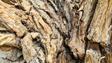 Ağaç kabuğu deseni ağaçtan pürüzsüz dokudur. Arka plandaki ahşap işlemeler için, kahverengi ahşap kabuk, kalın ağaç kabuğu, ev ahşabı. Doğa, gövde, ağaç kabuğu, ahşap, gövde, ağaç, gövde