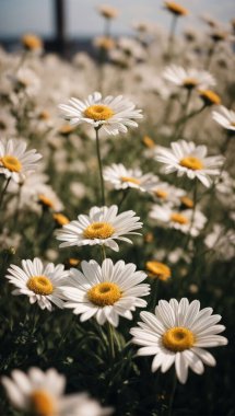 Güzel Daisy çiçeği ya da Bellis perennis L, ya da güneş ışığı altında parkta açan kompozitae.