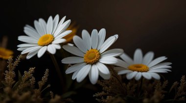 Güzel Daisy çiçeği ya da Bellis perennis L, ya da güneş ışığı altında parkta açan kompozitae.