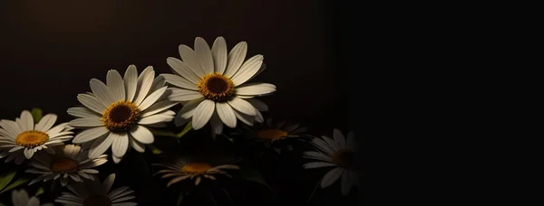 Beautiful copy space background with Daisy flower for content creations and multimedia content creativity