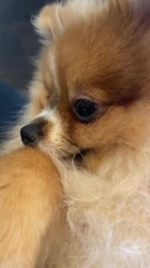 Pomeranian Spitz köpek şirin poz poz pomerania spitz yuvarlak yüz ile gülen, arka plan içeriği için çok mutlu