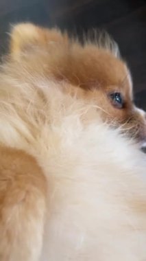 Pomeranian Spitz köpek şirin poz poz pomerania spitz yuvarlak yüz ile gülen, arka plan içeriği için çok mutlu