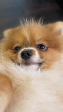Pomeranian Spitz köpek şirin poz poz pomerania spitz yuvarlak yüz ile gülen, arka plan içeriği için çok mutlu