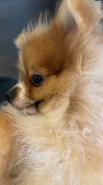 Pomeranian Spitz köpek şirin poz poz pomerania spitz yuvarlak yüz ile gülen, arka plan içeriği için çok mutlu