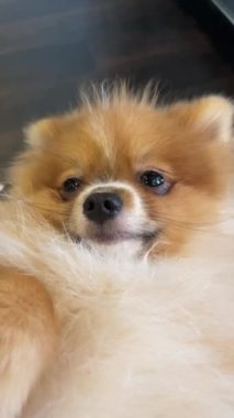 Pomeranian Spitz köpek şirin poz poz pomerania spitz yuvarlak yüz ile gülen, arka plan içeriği için çok mutlu