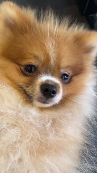 Βίντεο Από Pomeranian Spitz Σκυλί Χαριτωμένο Όμορφη Θέτουν Χαμογελαστό Αφράτο — Αρχείο Βίντεο