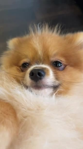 Video Dari Pomeranian Spitz Anjing Lucu Pose Indah Tersenyum Mulus — Stok Video