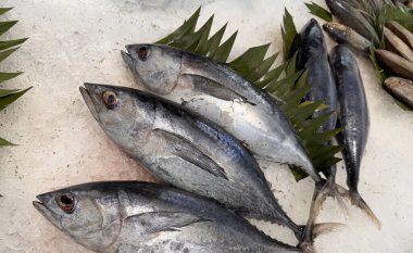 Buzda taze ton balıklı uskumru yerel balık, Japon katsuo balığı veya yerel suşi restoranında bonito tuna veya cakalang veya tongkol.