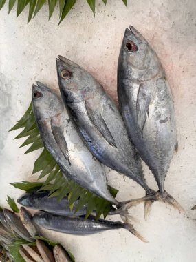 Buzda taze ton balıklı uskumru yerel balık, Japon katsuo balığı veya yerel suşi restoranında bonito tuna veya cakalang veya tongkol.