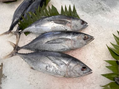 Buzda taze ton balıklı uskumru yerel balık, Japon katsuo balığı veya yerel suşi restoranında bonito tuna veya cakalang veya tongkol.